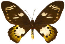schmetterling0240117.jpg