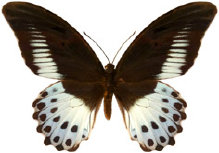 schmetterling0240118.jpg