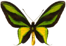 schmetterling0240119.jpg