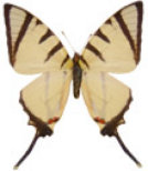 schmetterling0240120.jpg