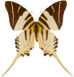 schmetterling0240121.jpg