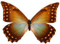 schmetterling0240122.jpg