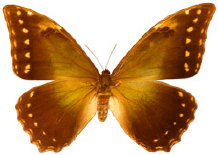 schmetterling0240123.jpg