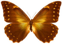 schmetterling0240124.jpg