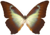 schmetterling0240125.jpg