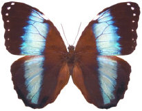 schmetterling0240126.jpg