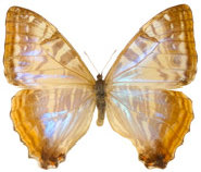 schmetterling0240127.jpg