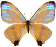 schmetterling0240128.jpg