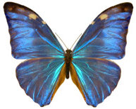 schmetterling0240129.jpg