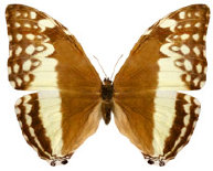 schmetterling0240130.jpg