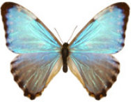 schmetterling0240131.jpg
