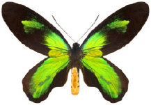 schmetterling0240132.jpg