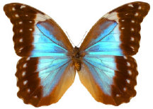 schmetterling024061.jpg