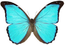 schmetterling024062.jpg