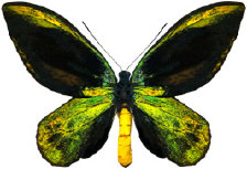 schmetterling024063.jpg
