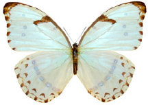 schmetterling024064.jpg
