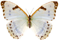 schmetterling024065.jpg
