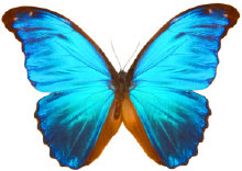 schmetterling024066.jpg