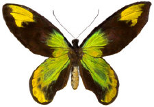 schmetterling024067.jpg