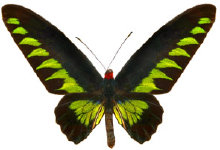 schmetterling024068.jpg