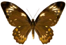 schmetterling024069.jpg