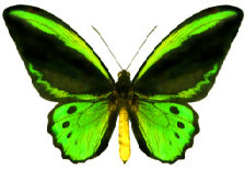 schmetterling024070.jpg