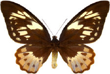 schmetterling024071.jpg