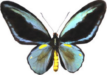 schmetterling024072.jpg
