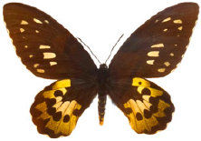 schmetterling024073.jpg