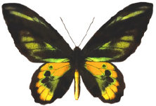 schmetterling024074.jpg
