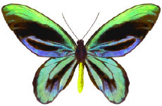 schmetterling024075.jpg