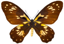 schmetterling024076.jpg