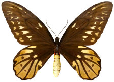 schmetterling024077.jpg