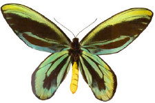 schmetterling024078.jpg