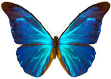 schmetterling024079.jpg