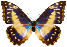 schmetterling024080.jpg