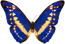 schmetterling024081.jpg