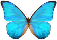 schmetterling024082.jpg