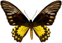 schmetterling024083.jpg