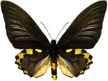 schmetterling024084.jpg
