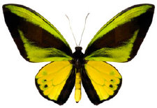 schmetterling024085.jpg