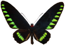 schmetterling024086.jpg