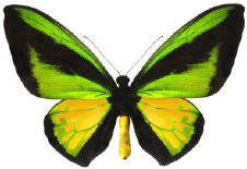 schmetterling024087.jpg