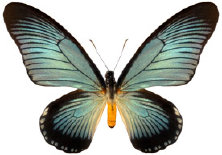 schmetterling024088.jpg