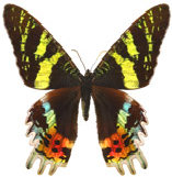 schmetterling024089.jpg