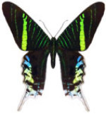 schmetterling024090.jpg