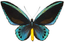 schmetterling024091.jpg