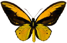 schmetterling024092.jpg