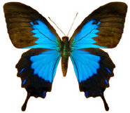 schmetterling024093.jpg