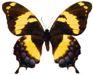 schmetterling024094.jpg